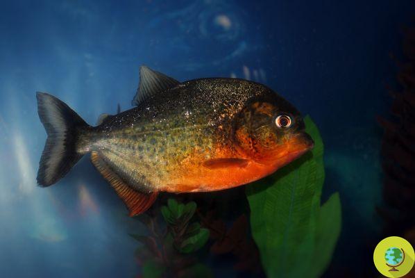 The purring monkey and the vegetarian piranha: 441 new species discovered in the Amazon (PHOTO)