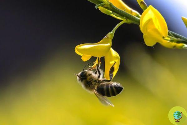 The dying of bees puts agriculture and our food at risk, the UN alarm