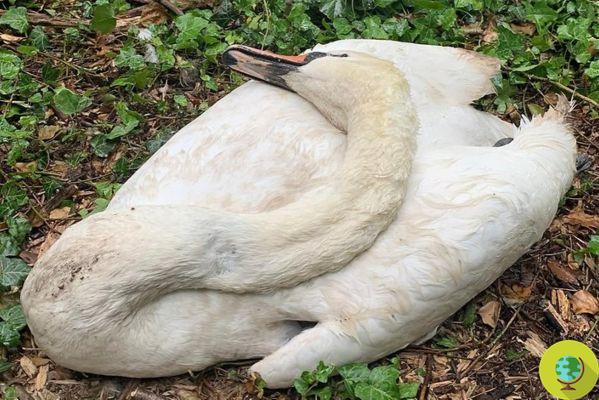 Swan mother brutally killed in Cologne, all nest eggs also destroyed