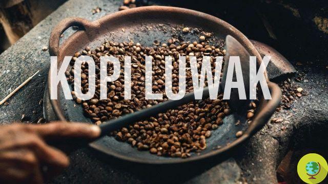 Kopi Luwak: dentro de la costosa industria del café que explota las civetas (VIDEO)
