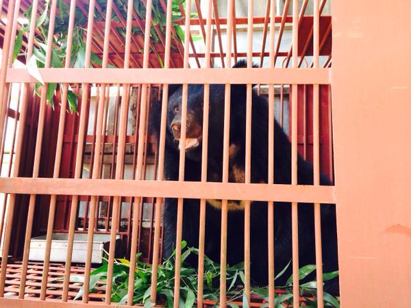 The journey to freedom of three escaped bears at a bile farm