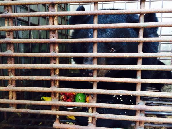 The journey to freedom of three escaped bears at a bile farm