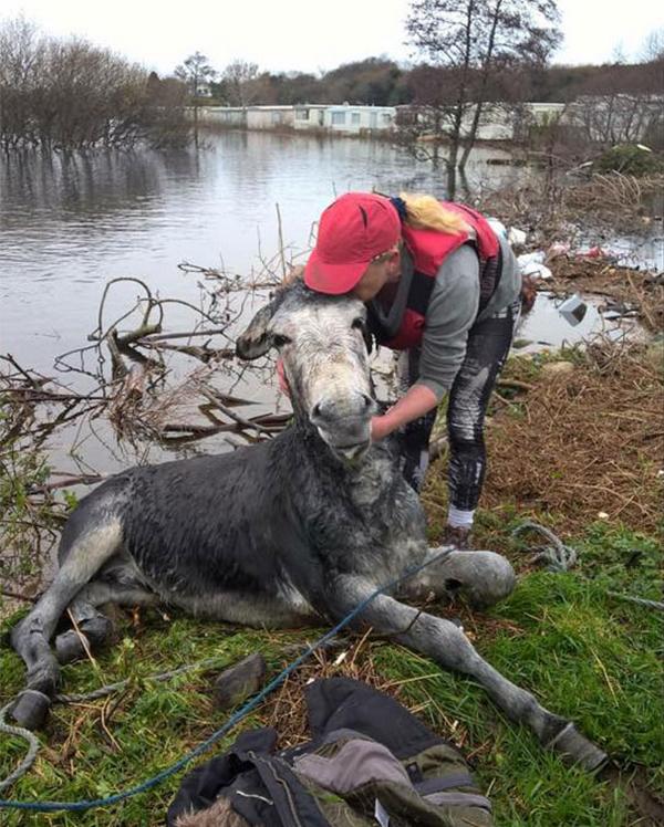 The donkey that smiles after being rescued from a swollen river (PHOTO)