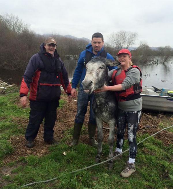 The donkey that smiles after being rescued from a swollen river (PHOTO)