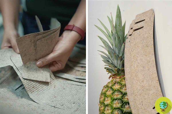 Pineapple waste glasses and packaging: this is how this Filipino start-up helps farmers and says goodbye to plastic