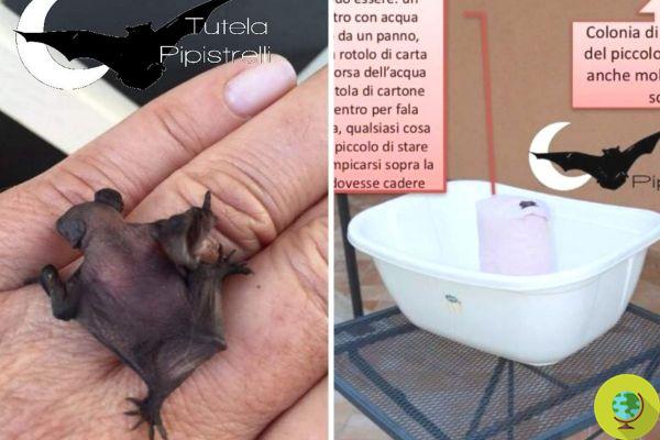 Using a jar and basin, you can rescue a fallen bat baby by returning it to its mom