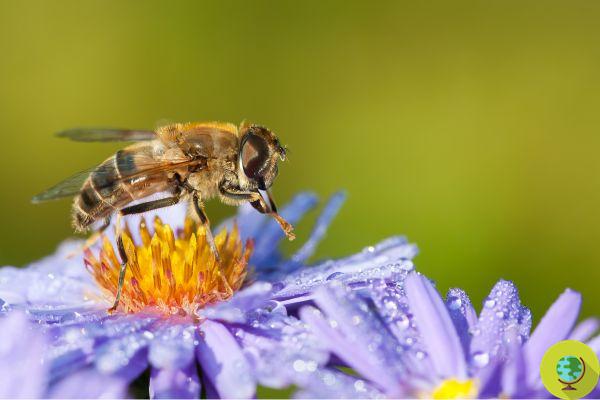 Abejas, abejorros e insectos polinizadores cada vez más amenazados: ¿la UE hacia la reducción de las salvaguardias?