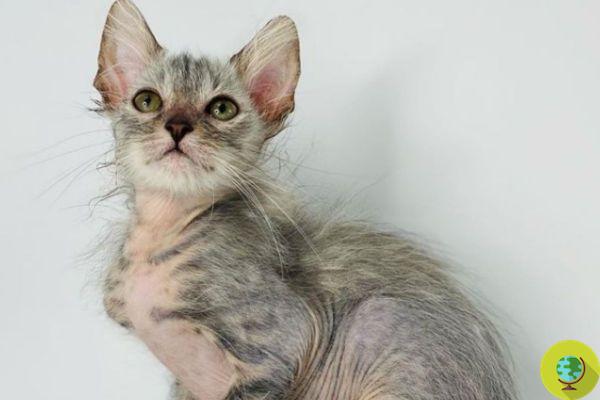 Le chat loup-garou : comment est né cet animal bizarre et adorable