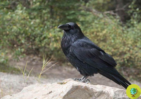 Suécia treina corvos para coletar bundas, mas são as pessoas que deveríamos estar educando