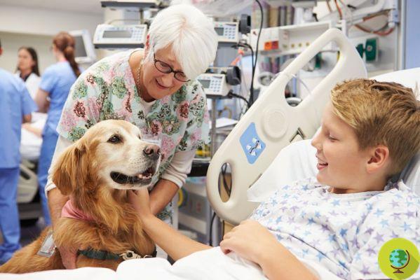 Pet terapia: o primeiro cão chega ao hospital em Perugia