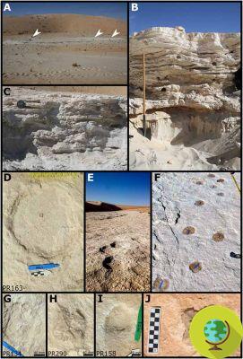 Archaeologists found human footprints from 115.000 years ago (where they shouldn't be)