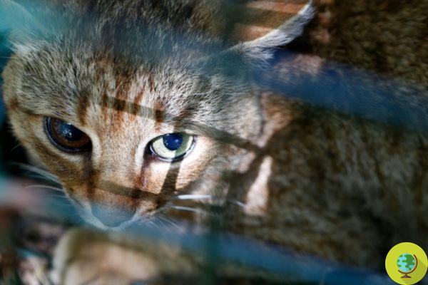 Una nueva especie de gato ha sido descubierta en Córcega: es el legendario gato-zorro