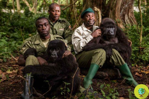 Ils ont défendu les gorilles des montagnes : encore 6 rangers tués dans le parc des Virunga