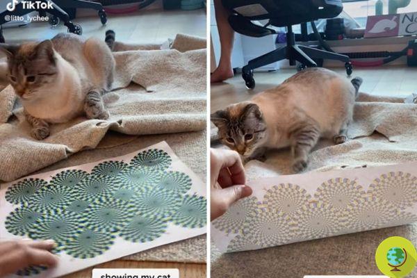 The cat's hilarious reaction to this optical illusion