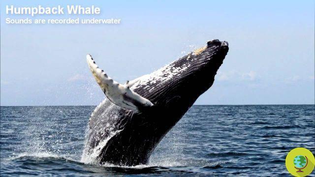 As baleias da Groenlândia são músicos de jazz (mas o Japão já matou mais de 300)?