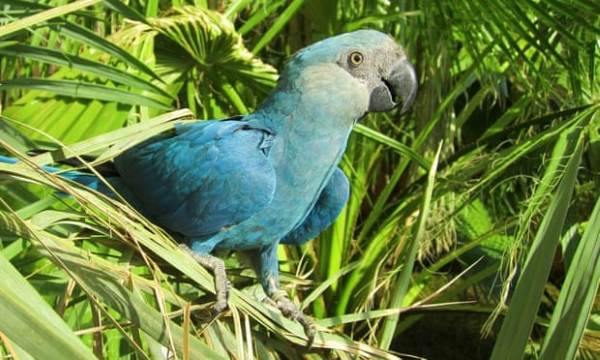 Farewell to Spix's macaw, the blue parrot from the film Rio has gone extinct