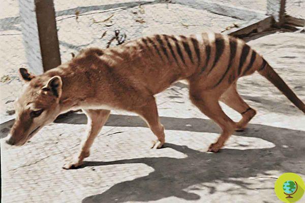 Tasmanian tiger sighted, officially declared extinct for more than 80 years