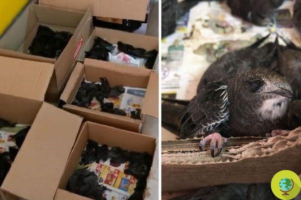 Ragusa, hot record kills swifts. Over 700 fallen from collapsed trees, volunteers are needed to save them
