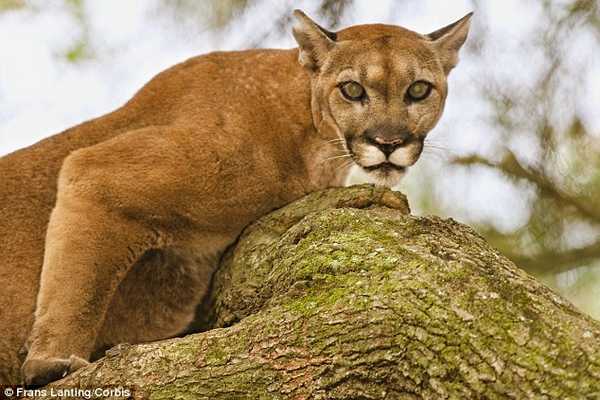 The largest ecological corridor in the world: it will save the cougars and is located in California