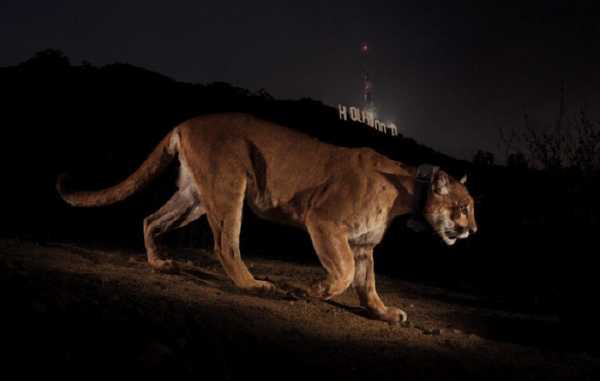 Le plus grand corridor écologique au monde : il sauvera les cougars et se situe en Californie