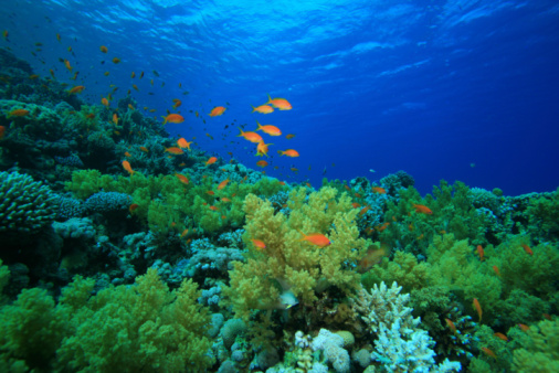 As instalações evocativas que reproduzem a beleza do recife de coral
