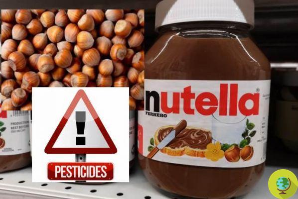 Des pesticides dans le Nutella ? Les noisettes peuvent contenir un herbicide interdit dans l'UE