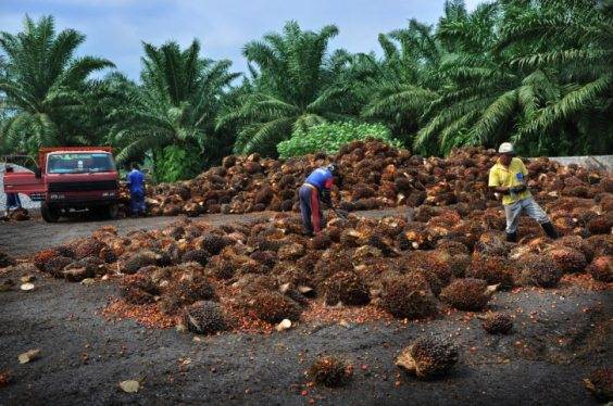 Palm oil: because it is harmful to health and the environment