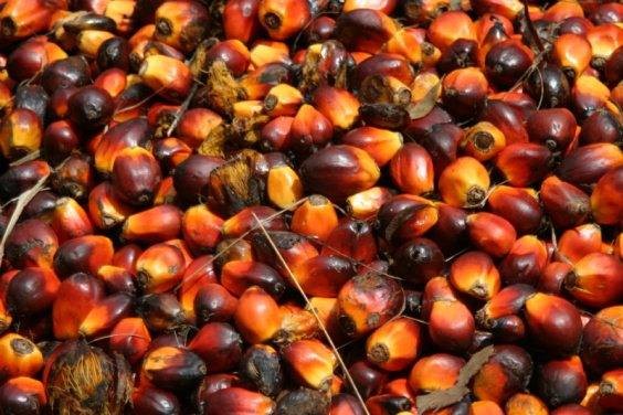 Palm oil: because it is harmful to health and the environment