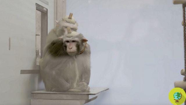 The terrible truth of monkey experiments: holes in the skull and cemented devices in the head