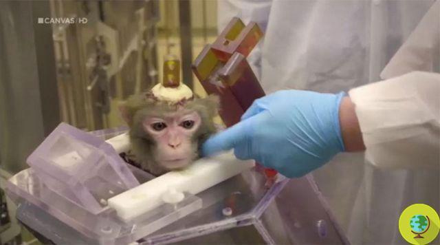 A terrível verdade dos experimentos com macacos: buracos no crânio e dispositivos cimentados na cabeça