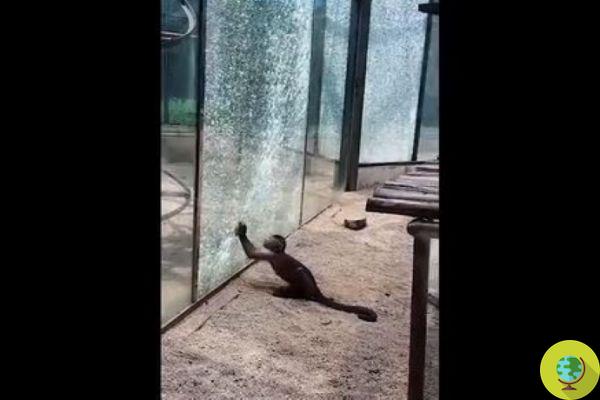 Le petit singe tente de s'échapper du zoo en brisant le verre trempé avec une pierre qu'il avait aiguisée