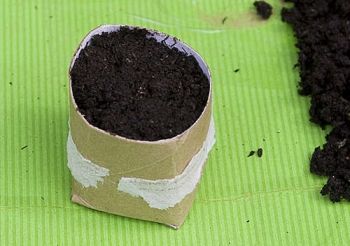 Seedbeds: how to build a mini greenhouse from waste in 10 steps