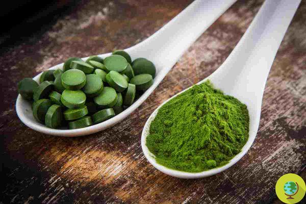 Chlorella Vs Spirulina: Which Is Better? All the differences between the two algae (and which one is better for you)