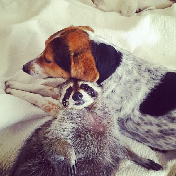La hermosa amistad entre dos perros y el mapache Calabaza (FOTO)