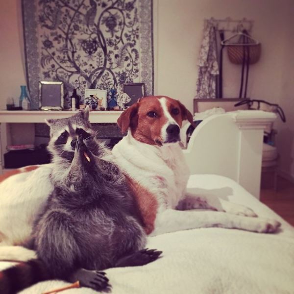 A bela amizade entre dois cães e o Guaxinim Abóbora (FOTO)