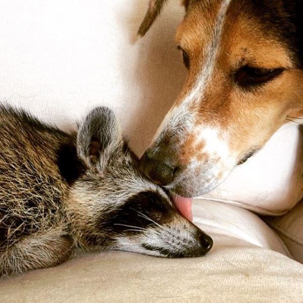La belle amitié entre deux chiens et le raton laveur Pumpkin (PHOTO)