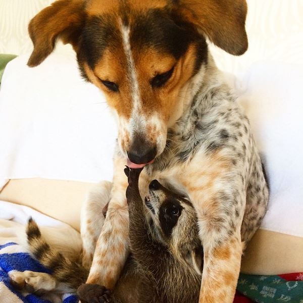 La belle amitié entre deux chiens et le raton laveur Pumpkin (PHOTO)