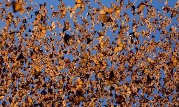 A colorida borboleta monarca: viaja 5 quilômetros para voltar para casa
