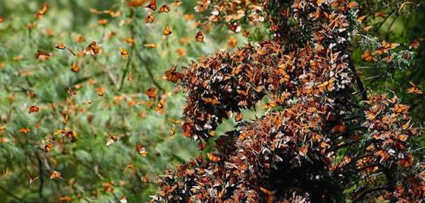 The colorful monarch butterfly: travels 5 kilometers to return home