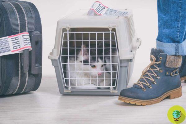 En Hong Kong, los dueños de gatos y perros están desesperados y alquilan aviones privados para sacarlos del país.