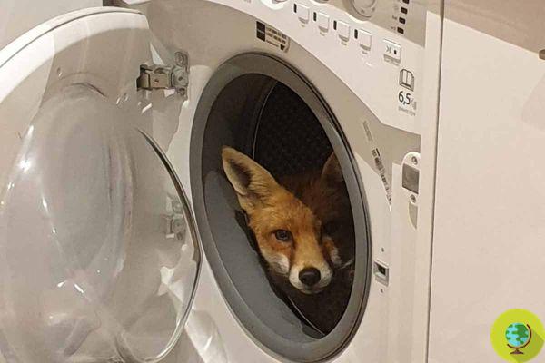 They return home and find a fox in the washing machine. They convince her to go out with a plate of pasta