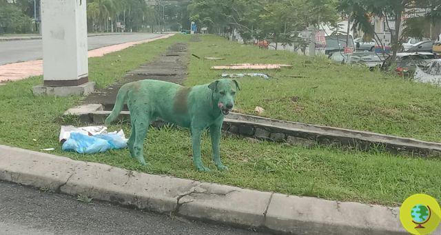 Le chien errant peint en vert et empoisonné par la peinture qui indigne tout le monde