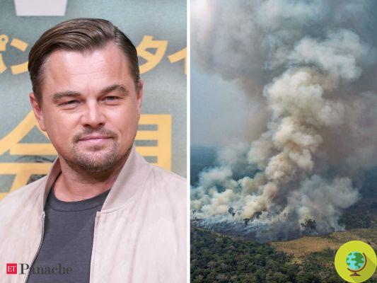 Leonardo DiCaprio buys the shares of an organic company and gives them to indigenous farmers of the Amazon rainforest
