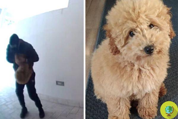 « Ils ont kidnappé notre chien Totò » : ​​vidéo choc dans une maison à Nola, mais la toile se mobilise