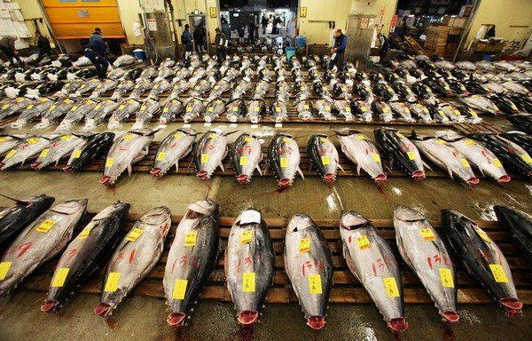 A obsessão do mundo por sushi está destruindo os oceanos
