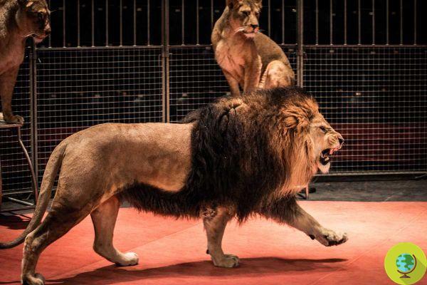 Dompteur de cirque déchiqueté par une lionne devant des enfants et un public paniqué