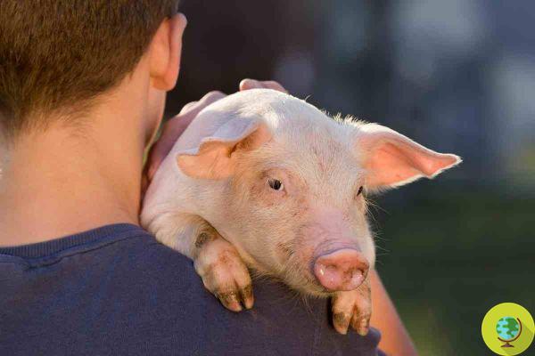 En Ligurie, ils tueront également les porcs (sains) gardés à la maison et dans des abris