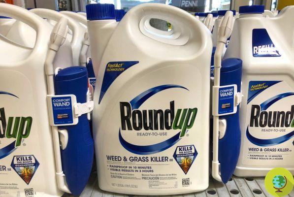 Glifosato: Monsanto gana en la corte, el juez reduce los daños de Roundup de 2 mil millones a 87 millones