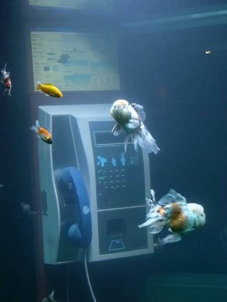 Antigas cabines telefônicas de Lyon são transformadas em aquários tropicais