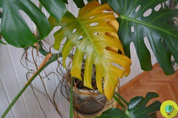 Si tu planta tiene hojas amarillas probablemente estés cometiendo alguno de estos 5 errores